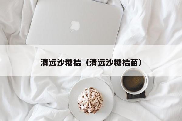 清远沙糖桔（清远沙糖桔苗）