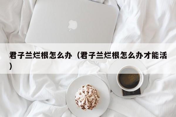 君子兰烂根怎么办（君子兰烂根怎么办才能活）