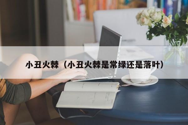 小丑火棘（小丑火棘是常绿还是落叶）