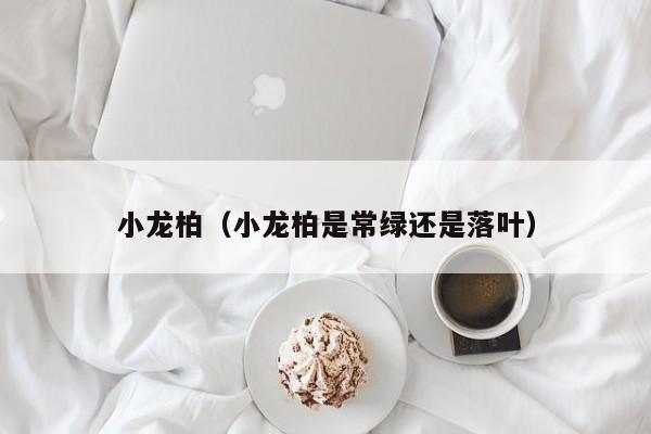 小龙柏（小龙柏是常绿还是落叶）