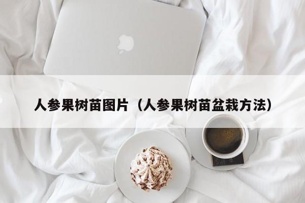 人参果树苗图片（人参果树苗盆栽方法）