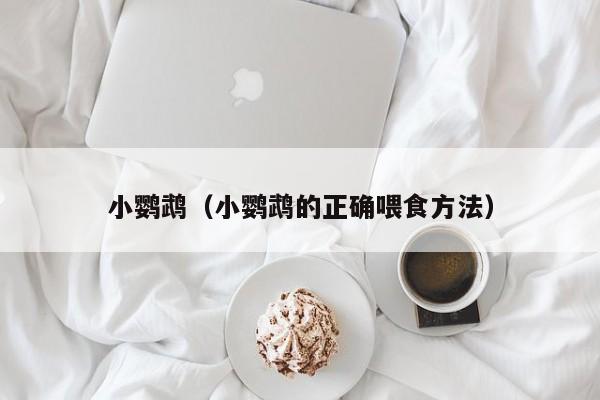 小鹦鹉（小鹦鹉的正确喂食方法）