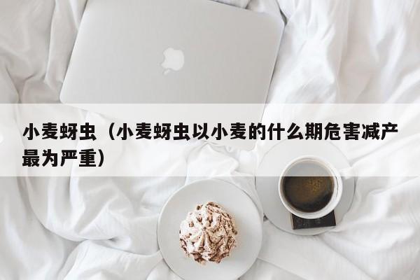 小麦蚜虫（小麦蚜虫以小麦的什么期危害减产最为严重）