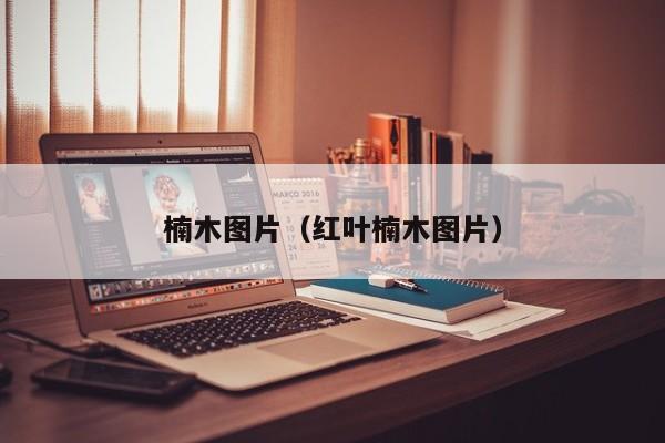 楠木图片（红叶楠木图片）